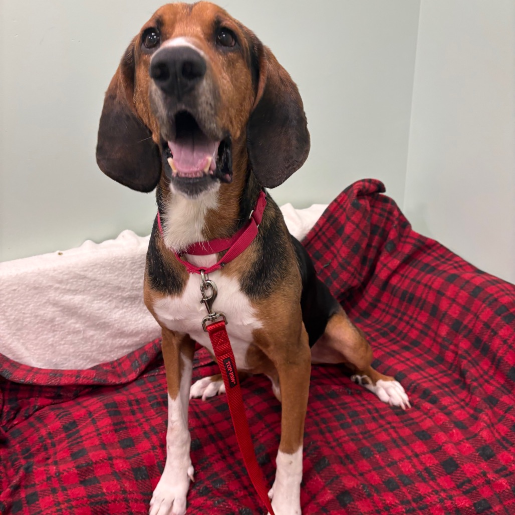 ABBOTT - Hound / Mixed Breed (Large) available for adoption