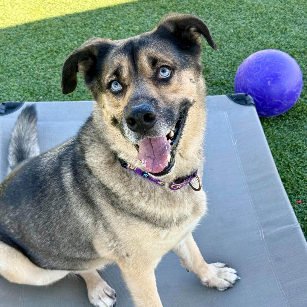 DANNY ZUKO - Shepherd / Husky for adoption in Henderson