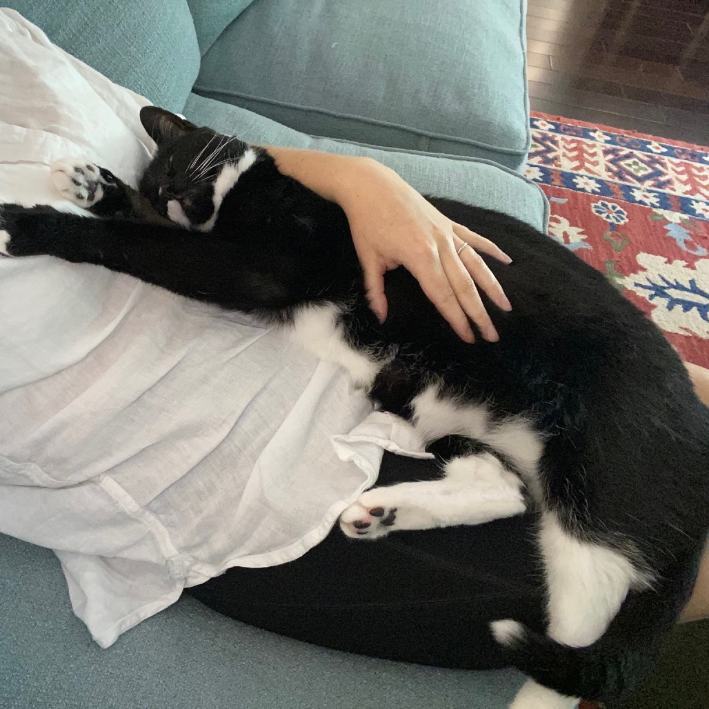 PECAN - Domestic Shorthair available for adoption