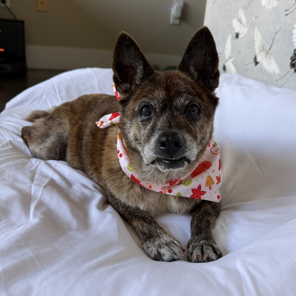 Shelby — thumbnail 5