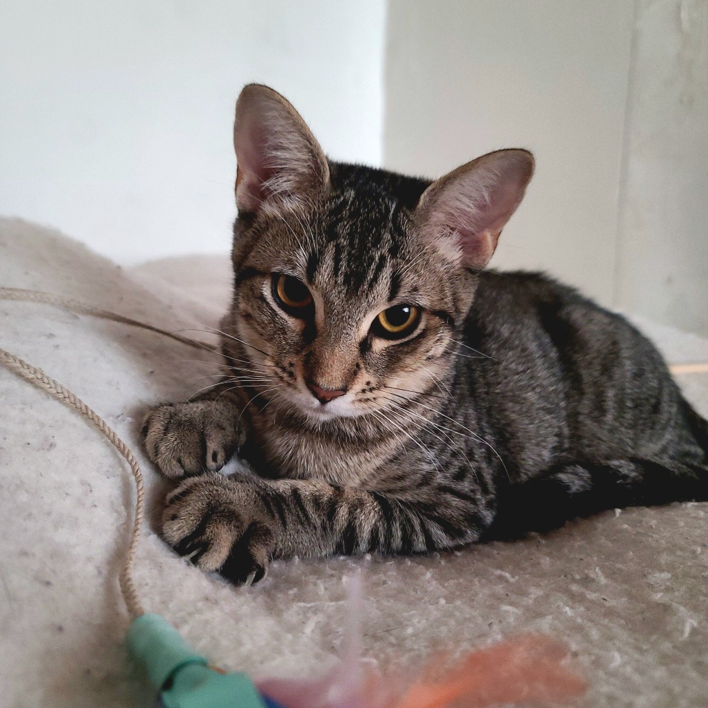 Moxie, photo 5