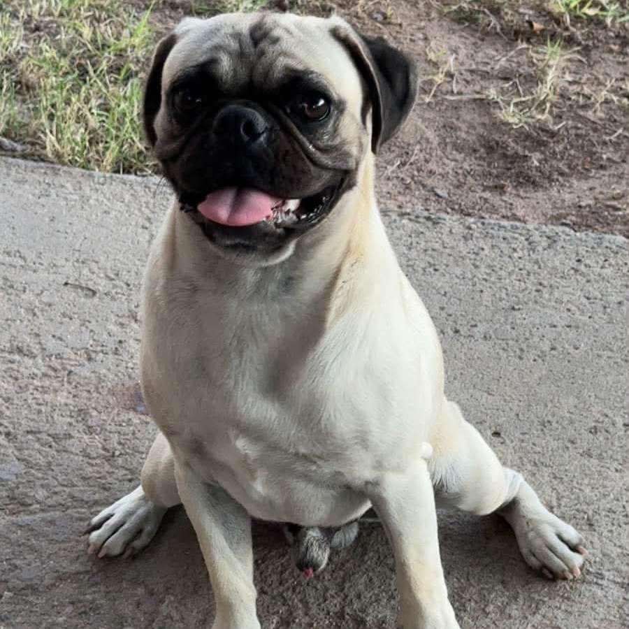 CHURCH - Pug / Mixed Breed (Small) available for adoption