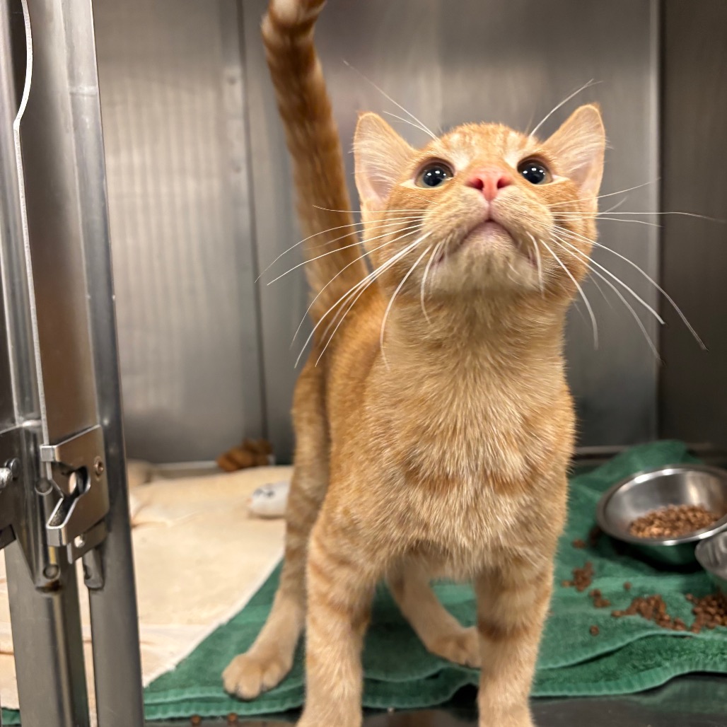 PRINCE DASH - Domestic Shorthair available for adoption