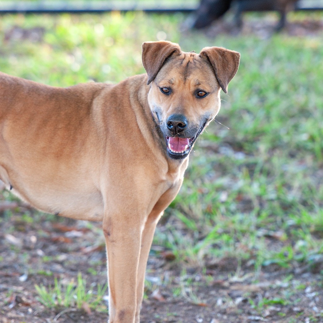 Perdita, photo 12