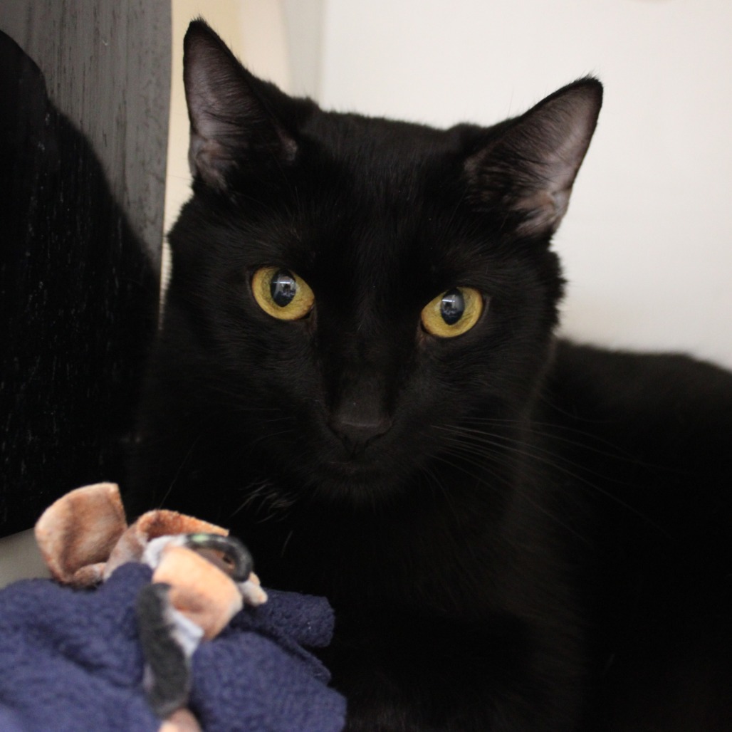 Lennox — thumbnail 2