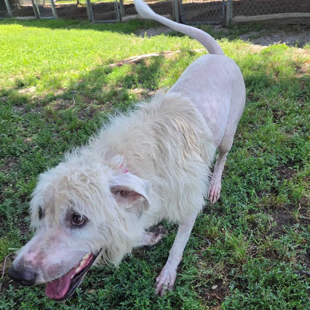 Shaggy photo 4