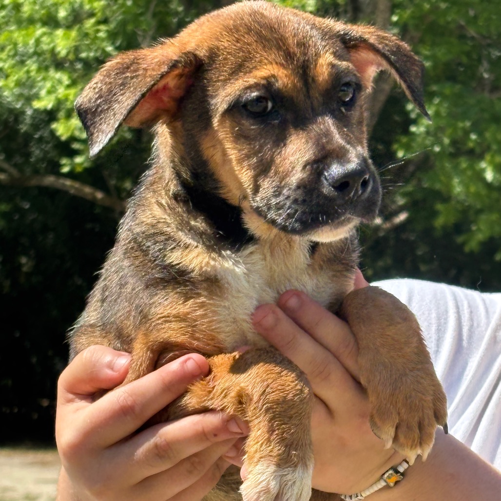 NATALIE - Shepherd / Mix available for adoption