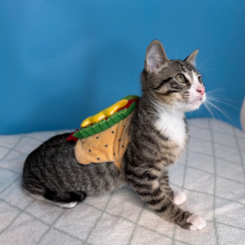 ALTAIR - Domestic Shorthair available for adoption
