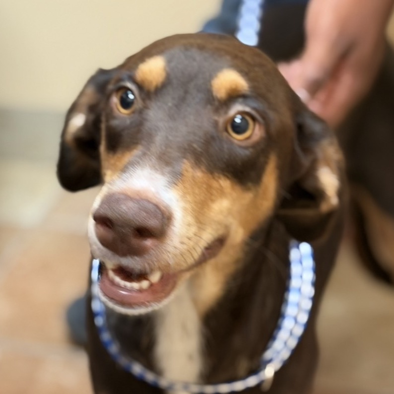 FWT BETH (WILLOW) - Pinscher, Doberman / Mixed Breed (Medium) available for adoption