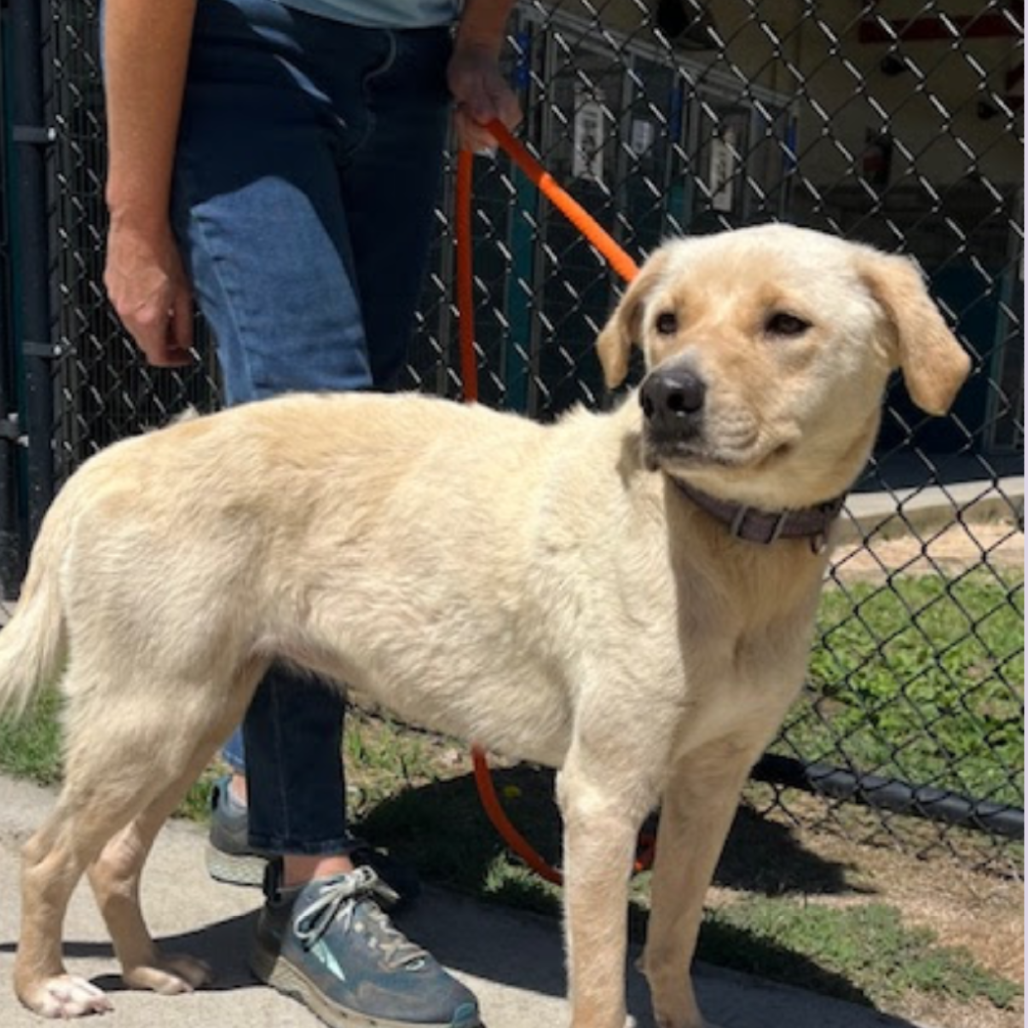 KAYLA - Retriever, Yellow Labrador / Mixed Breed (Medium) available for adoption