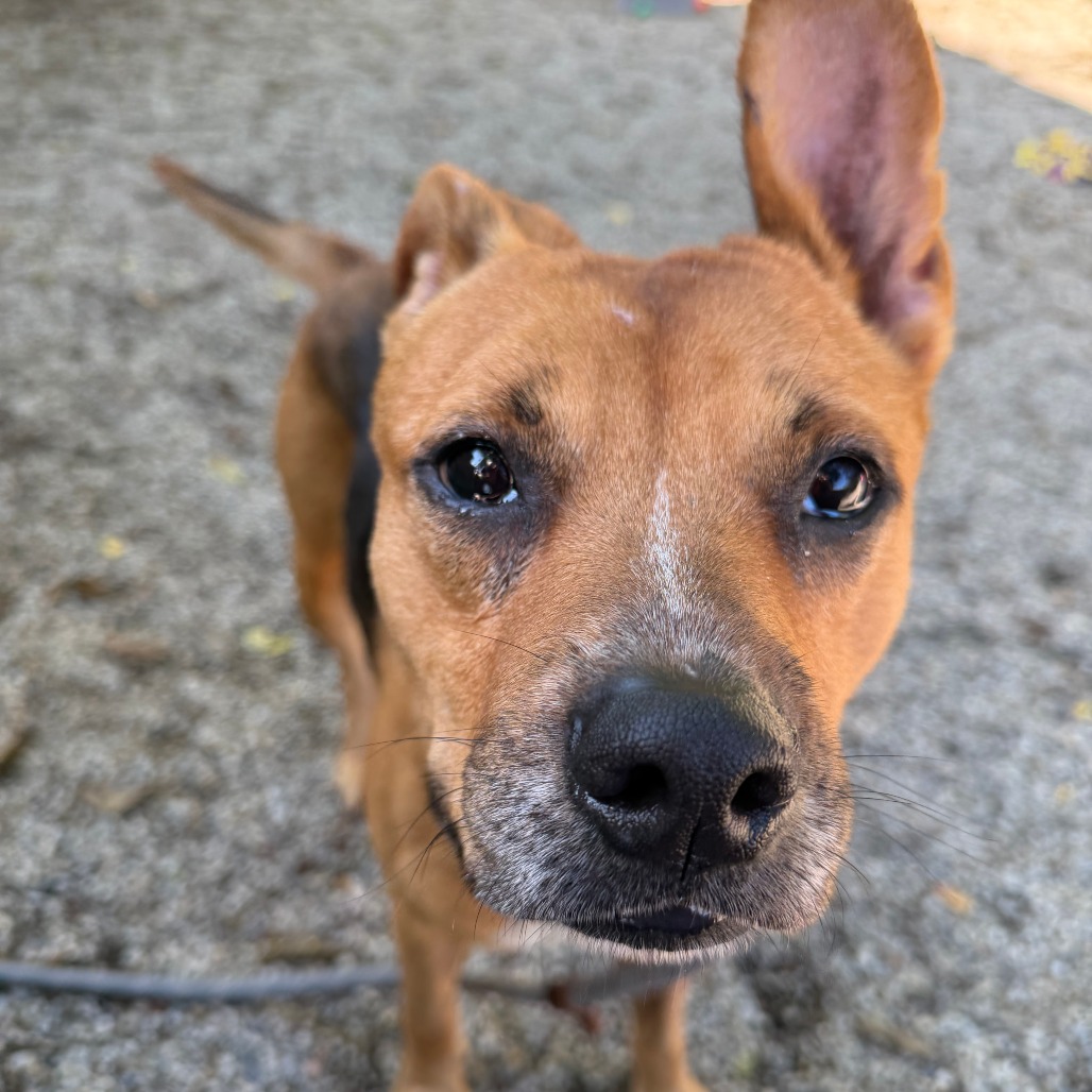 BERNARD - Shepherd / Mixed Breed (Medium) available for adoption