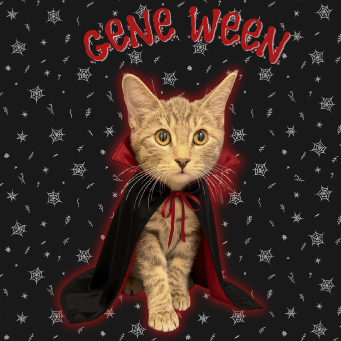 GENE WEEN - Domestic Shorthair available for adoption