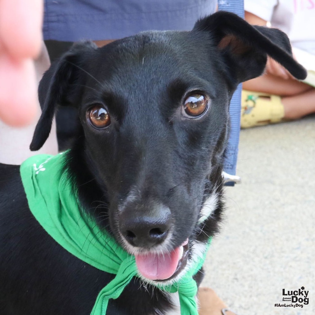 RAVINE - Terrier / Mix available for adoption