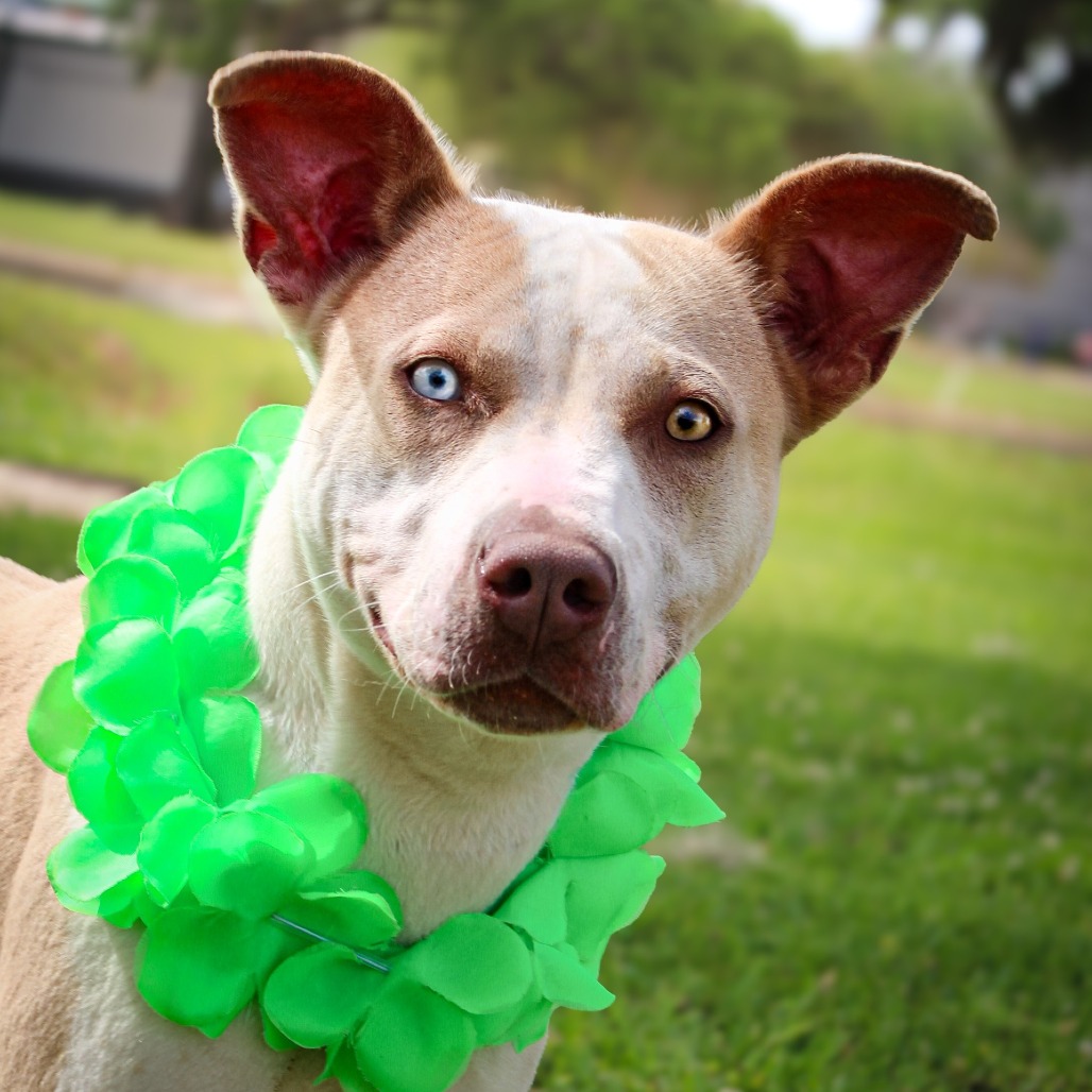 Trinity , an adoptable dog at SPCA-BC