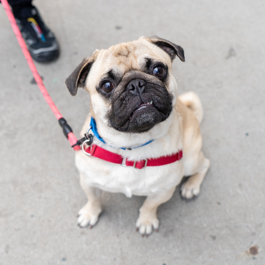 Pug