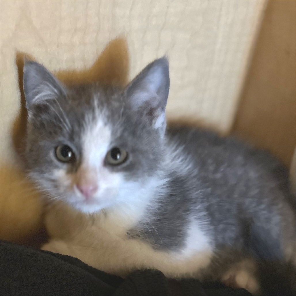 BANANA SPLIT - Domestic Shorthair available for adoption