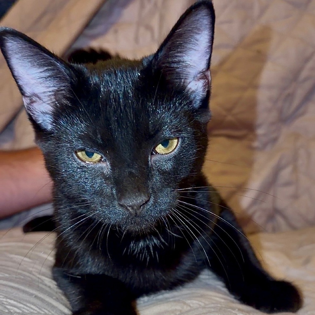 Salem, photo 2