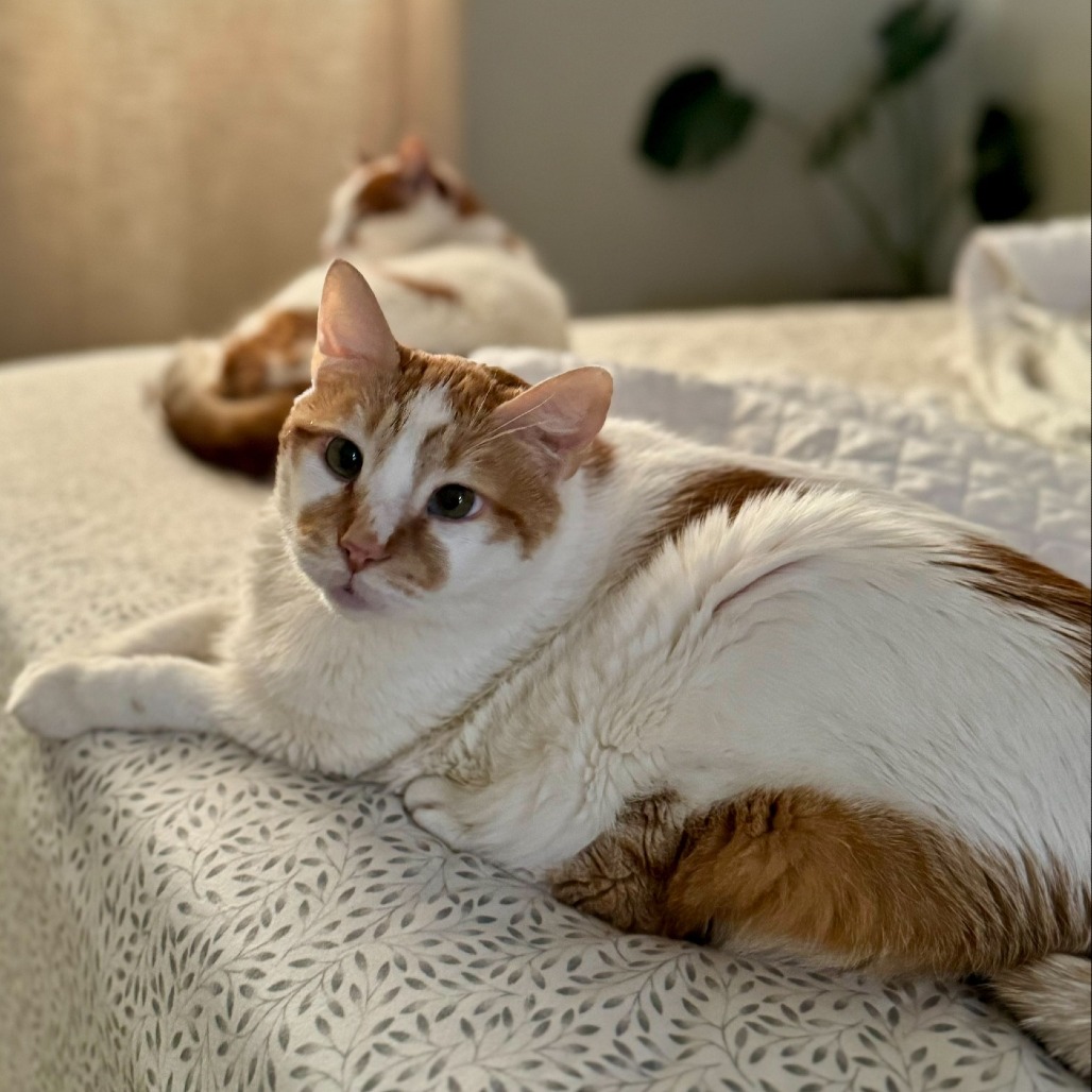 Stan: Male 145 Domestic Shorthair