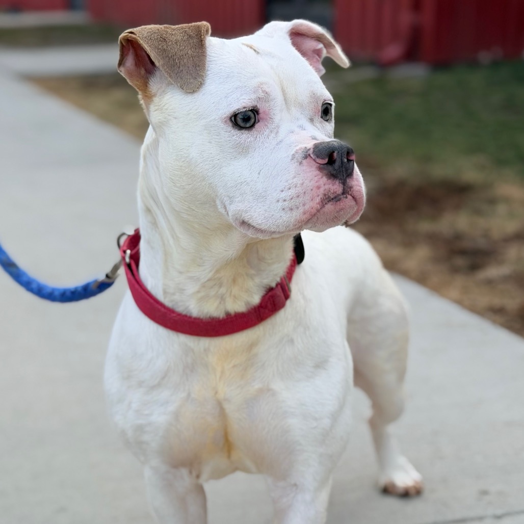 Ruby — thumbnail 4