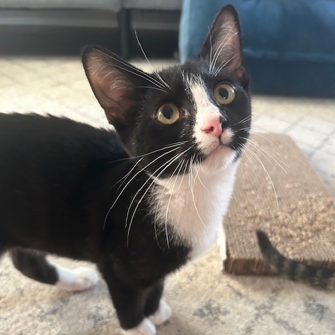 WOCKET - Domestic Shorthair available for adoption