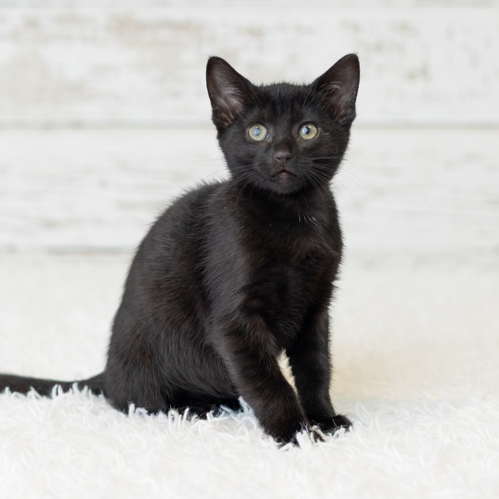 Young Zippy, photo 3