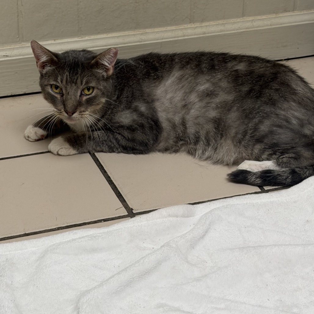 Tusc Stray 85453 2