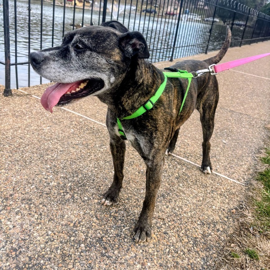 Pepper — thumbnail 5