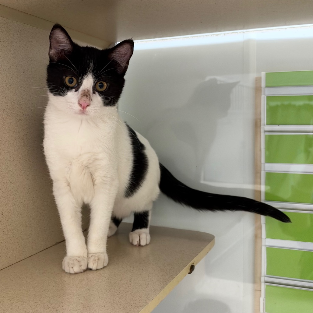 KIRARA - Domestic Shorthair / Domestic Shorthair available for adoption
