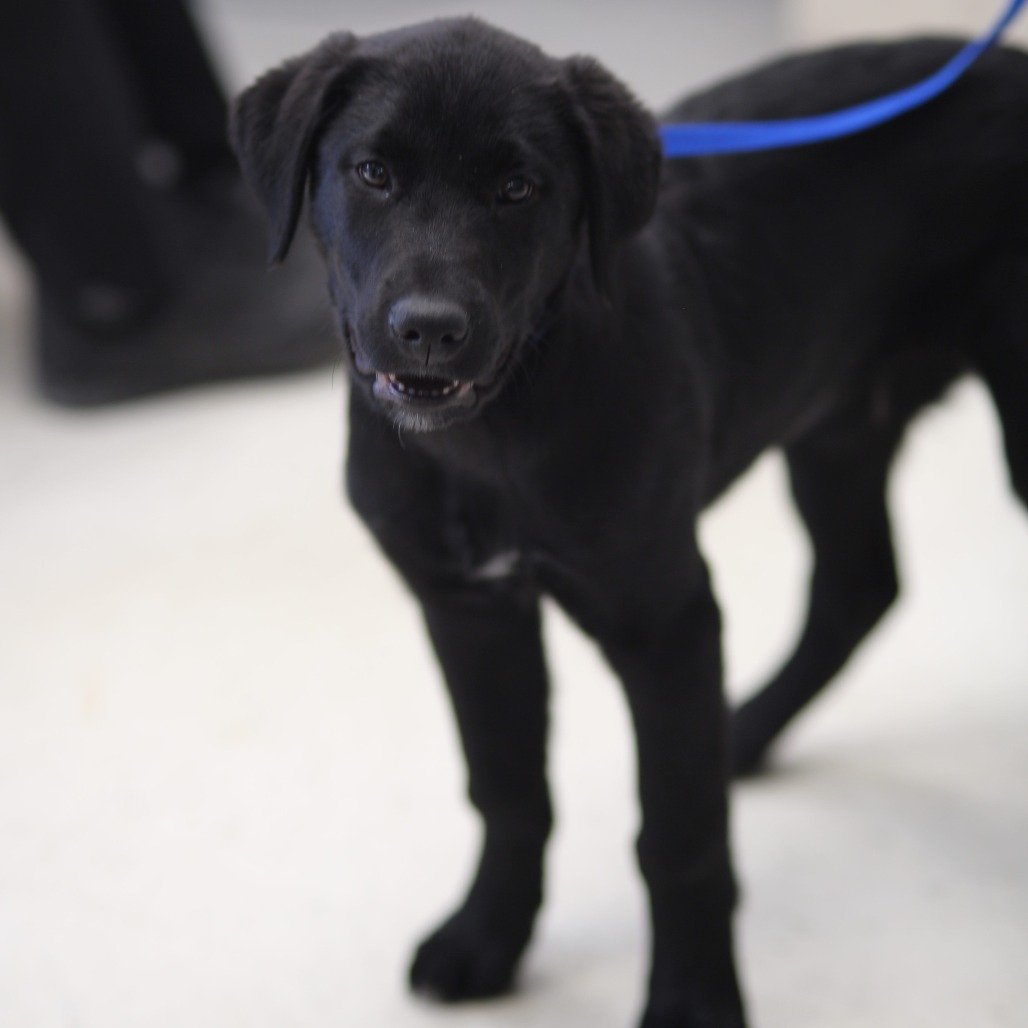 Diesel — thumbnail 2