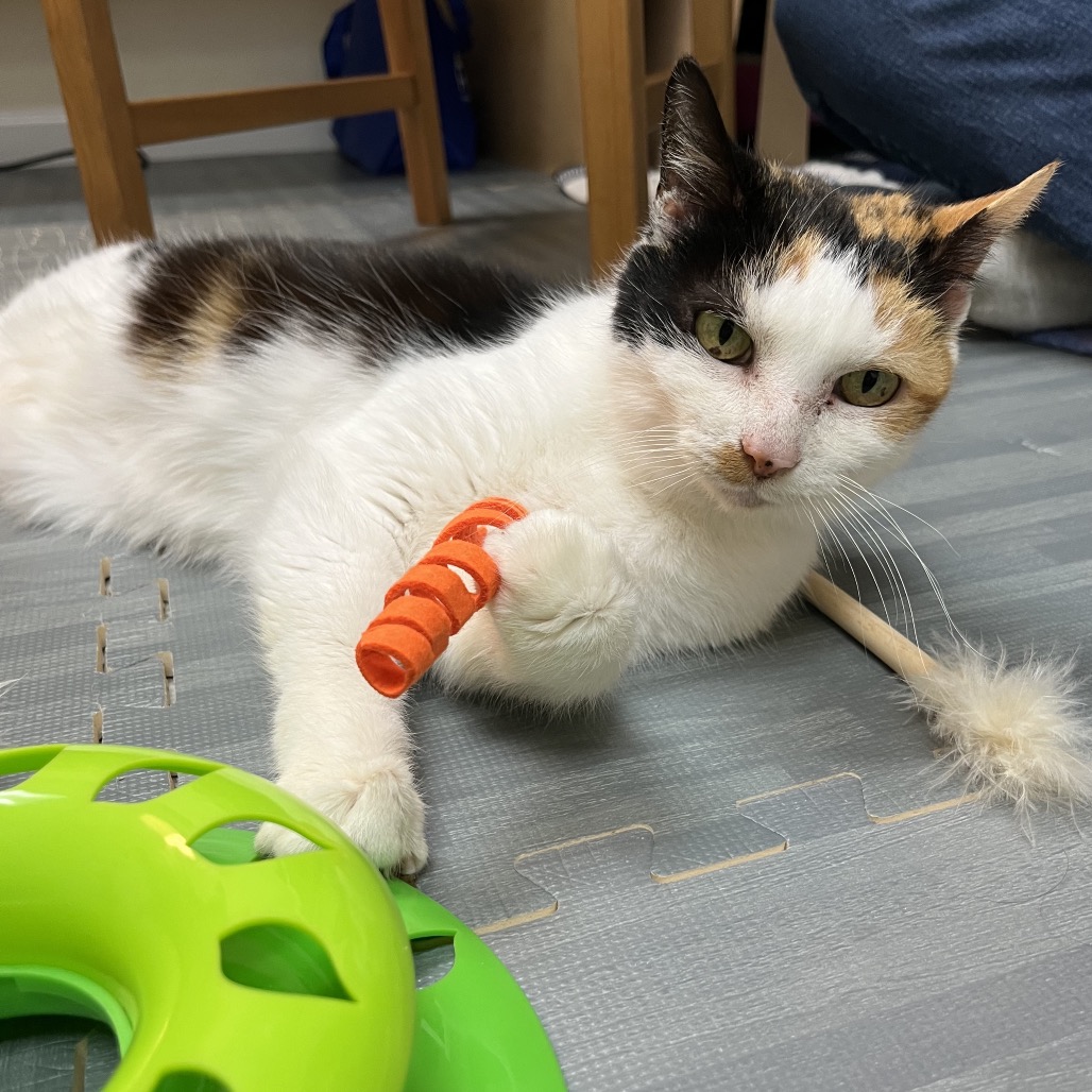 CLEO - Domestic Shorthair for adoption in Silver Spring