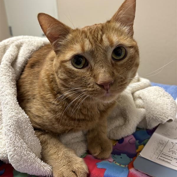 Howdy: Male 60 Domestic Shorthair