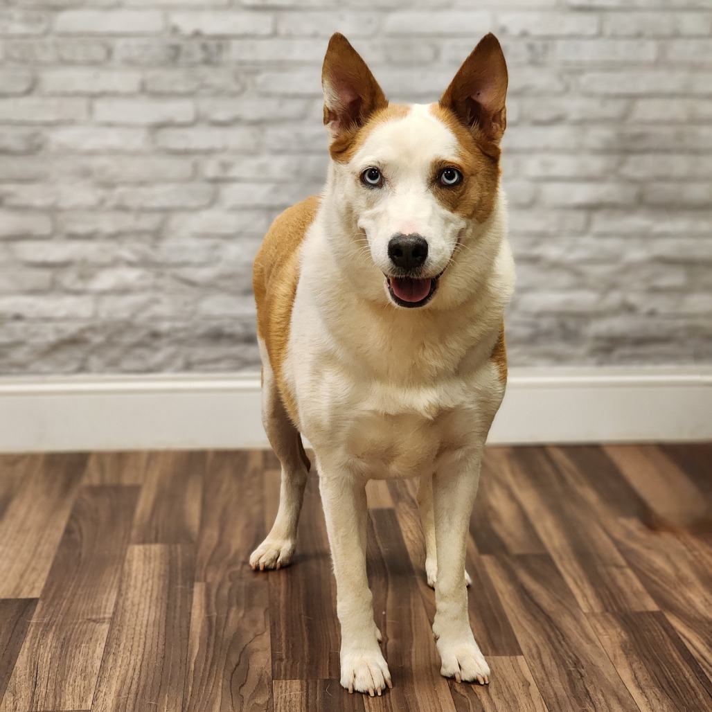 Lilly, adoptable senior dog