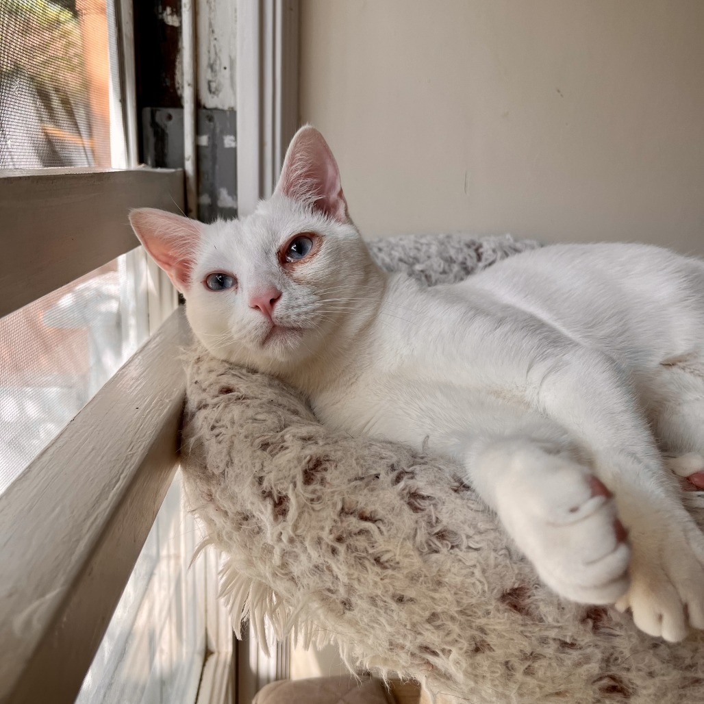 Matteo