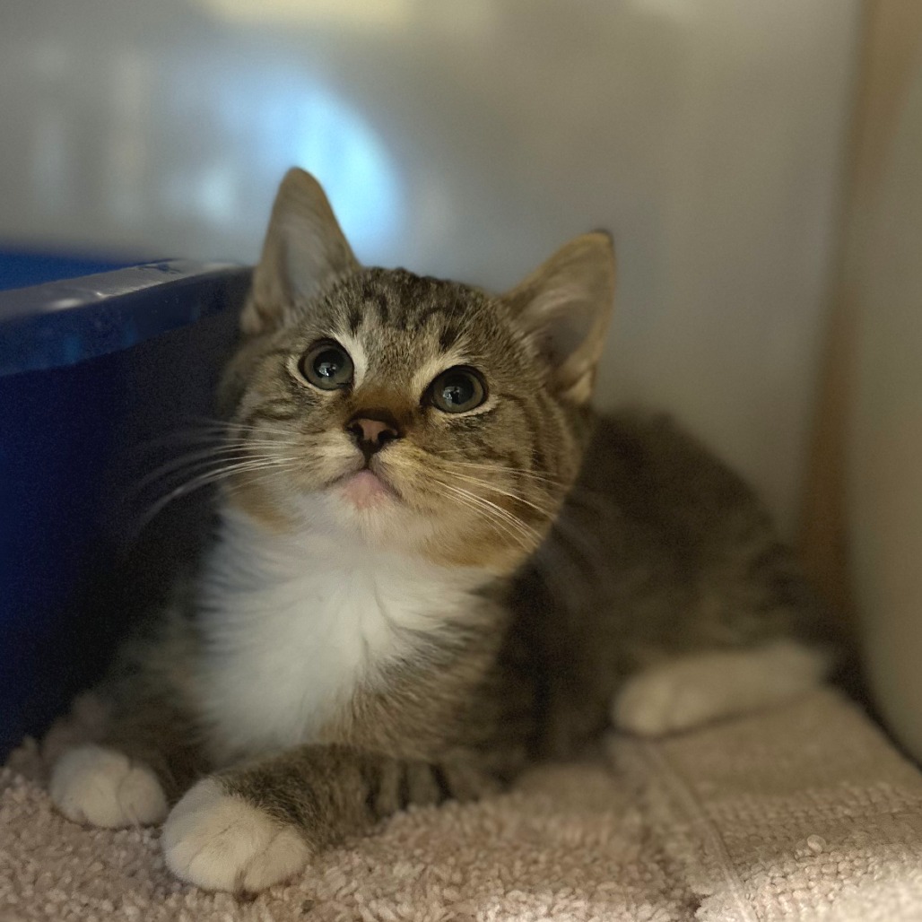 PURR BABY - Domestic Shorthair available for adoption