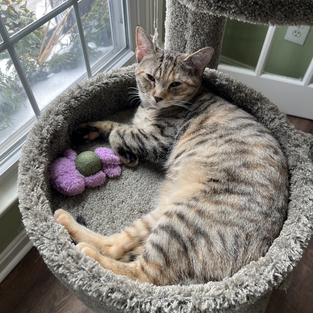 MM SASHA - Domestic Shorthair for adoption in Frederick
