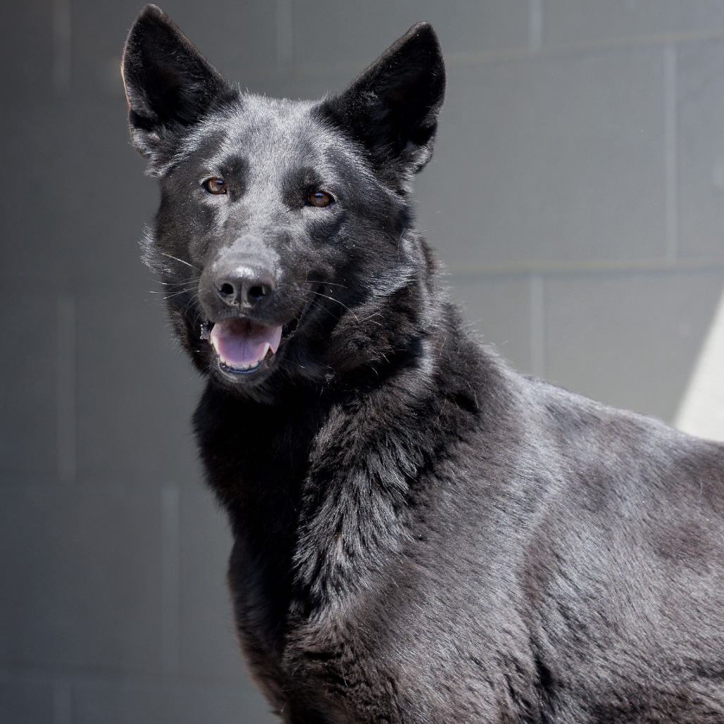 TWILIGHT SPARKLE - Shepherd / Mixed Breed (Medium) available for adoption
