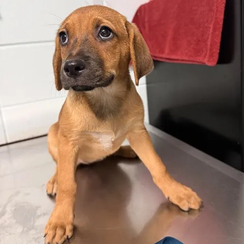 BRIE - Hound available for adoption