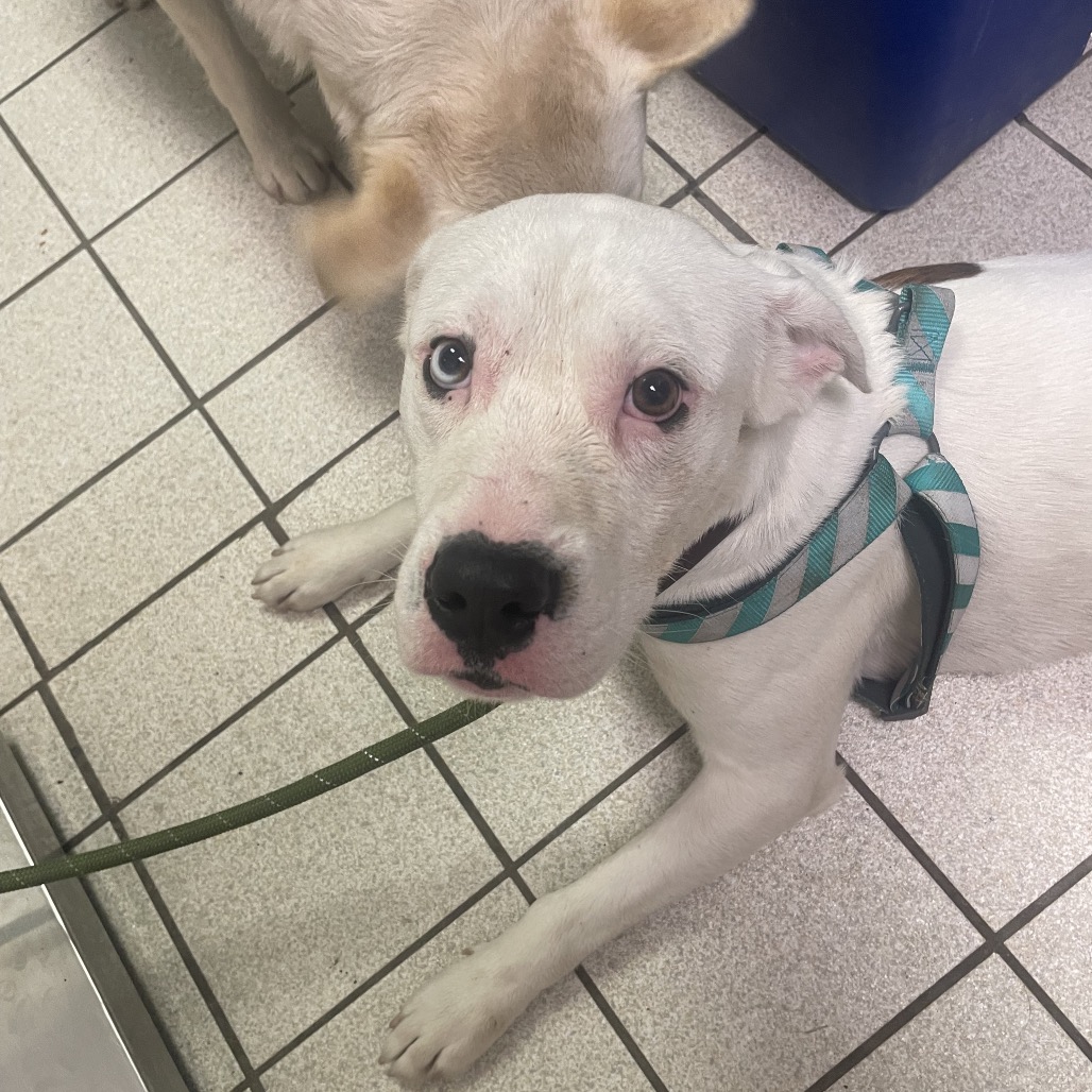 Turkey Tim aka Bandit — thumbnail 2