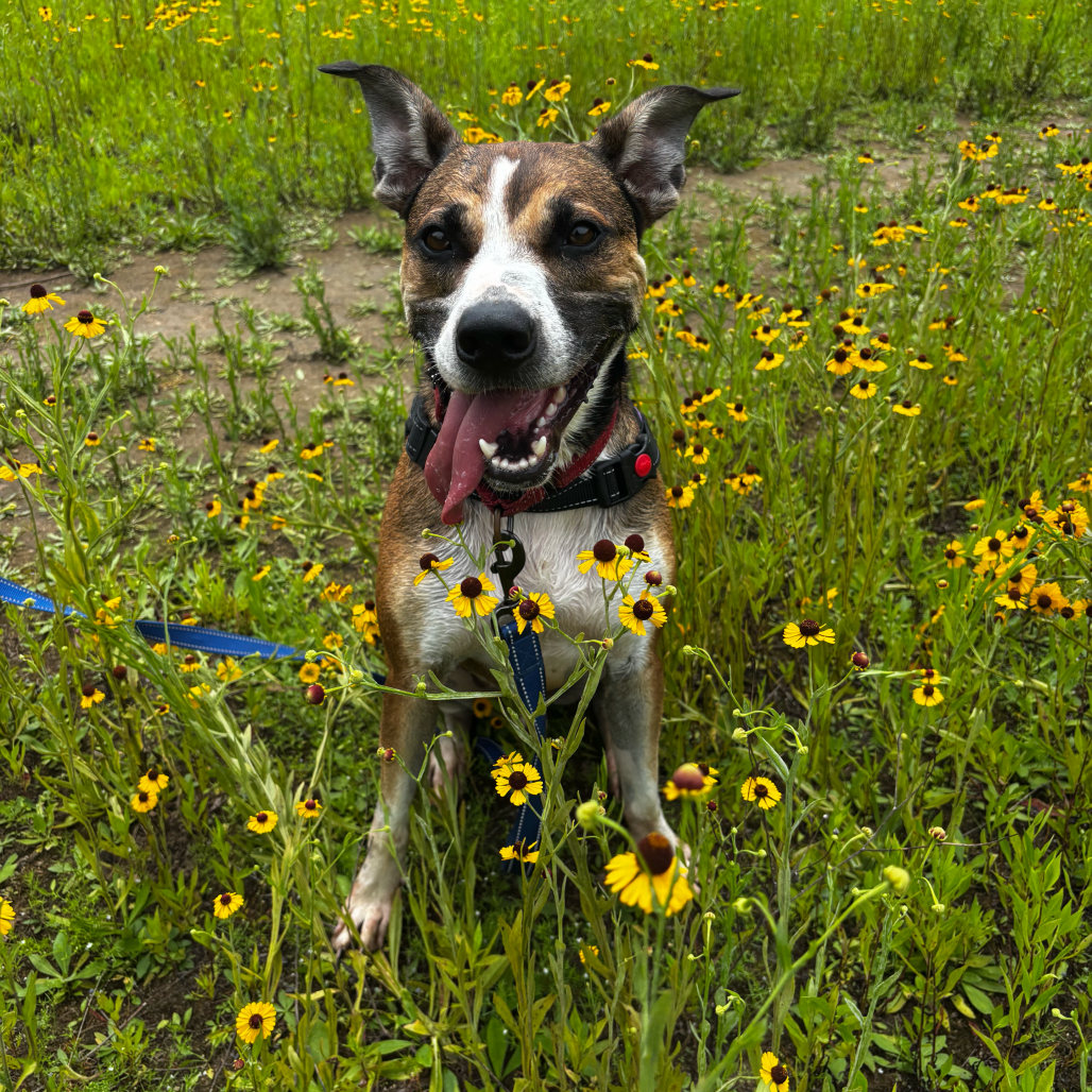 Rhett, photo 25