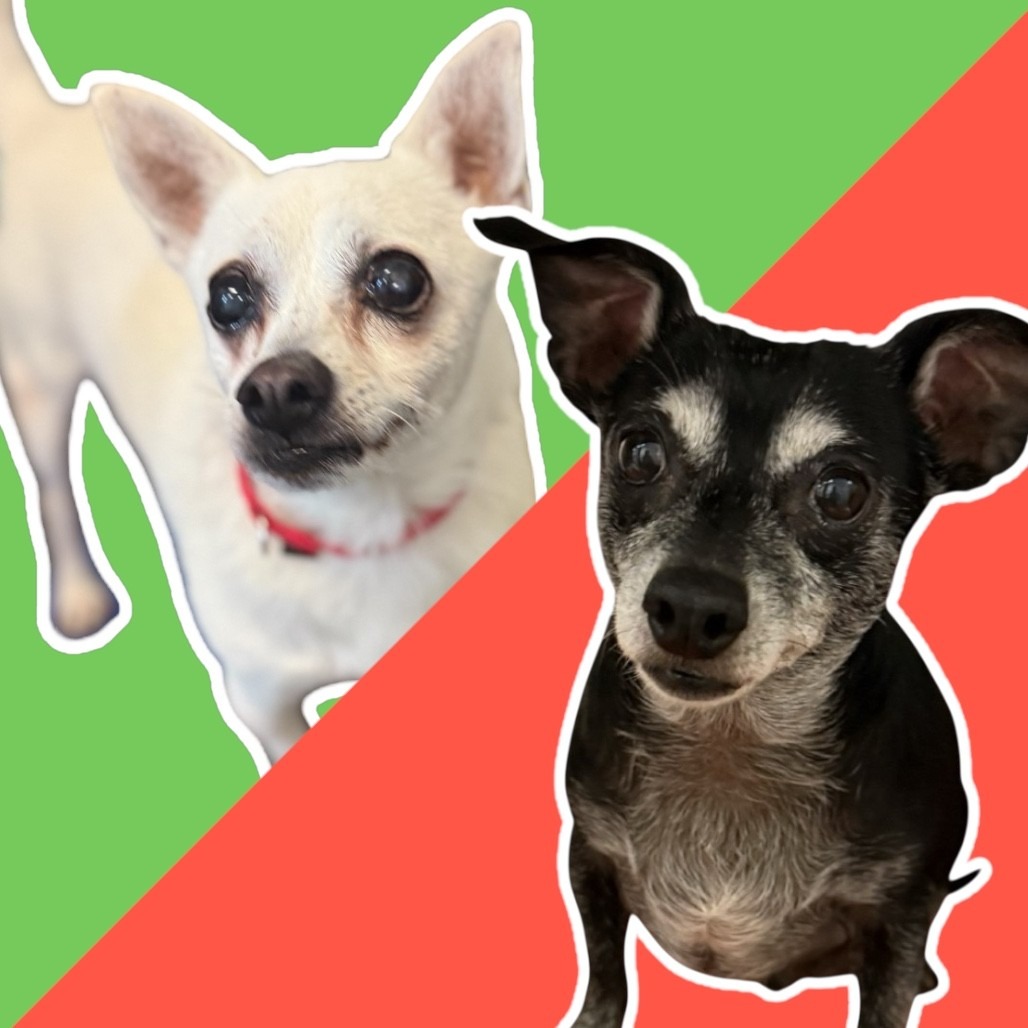 Photo of Bob and Chachki 3