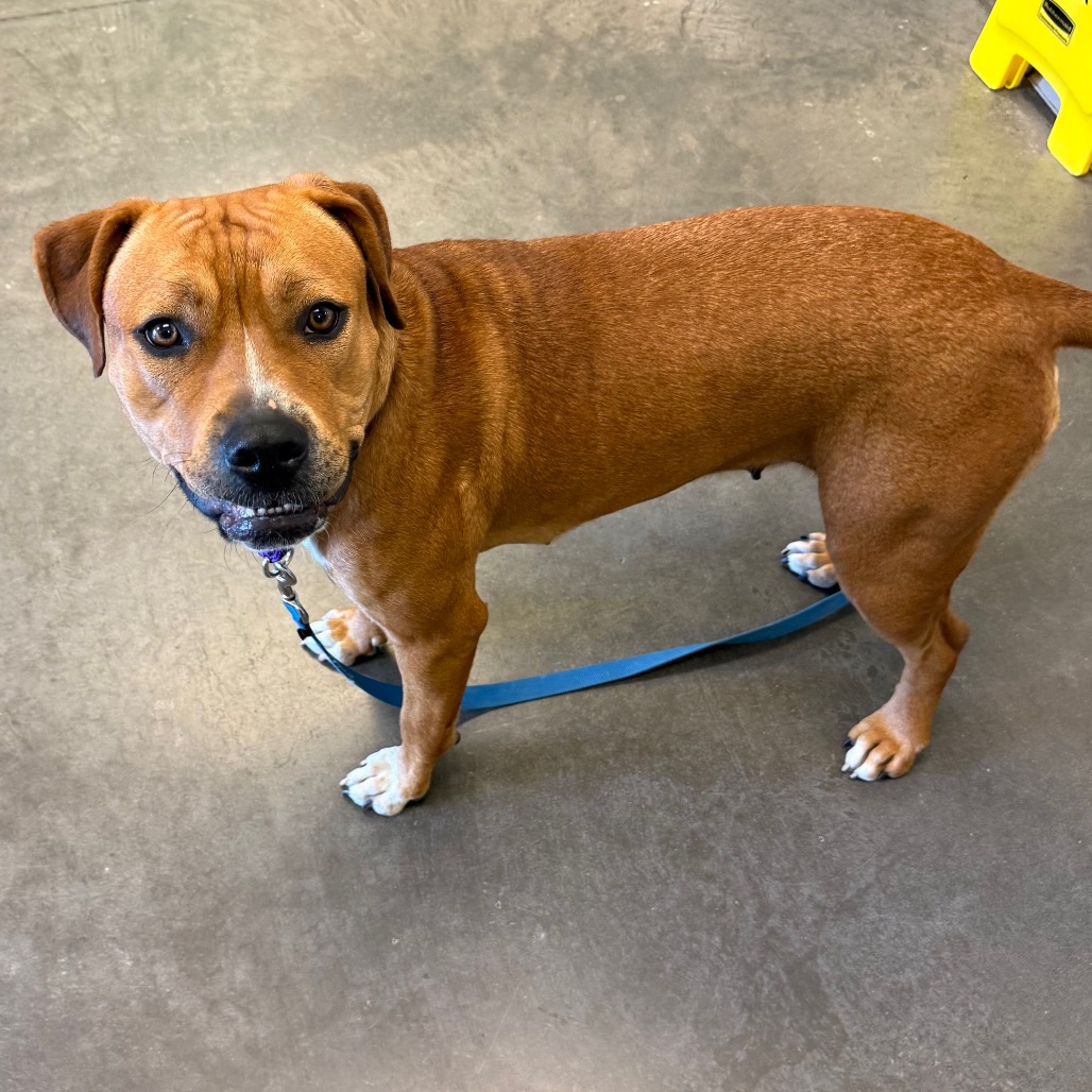 Photo of PGH-Stray-119995_2 5