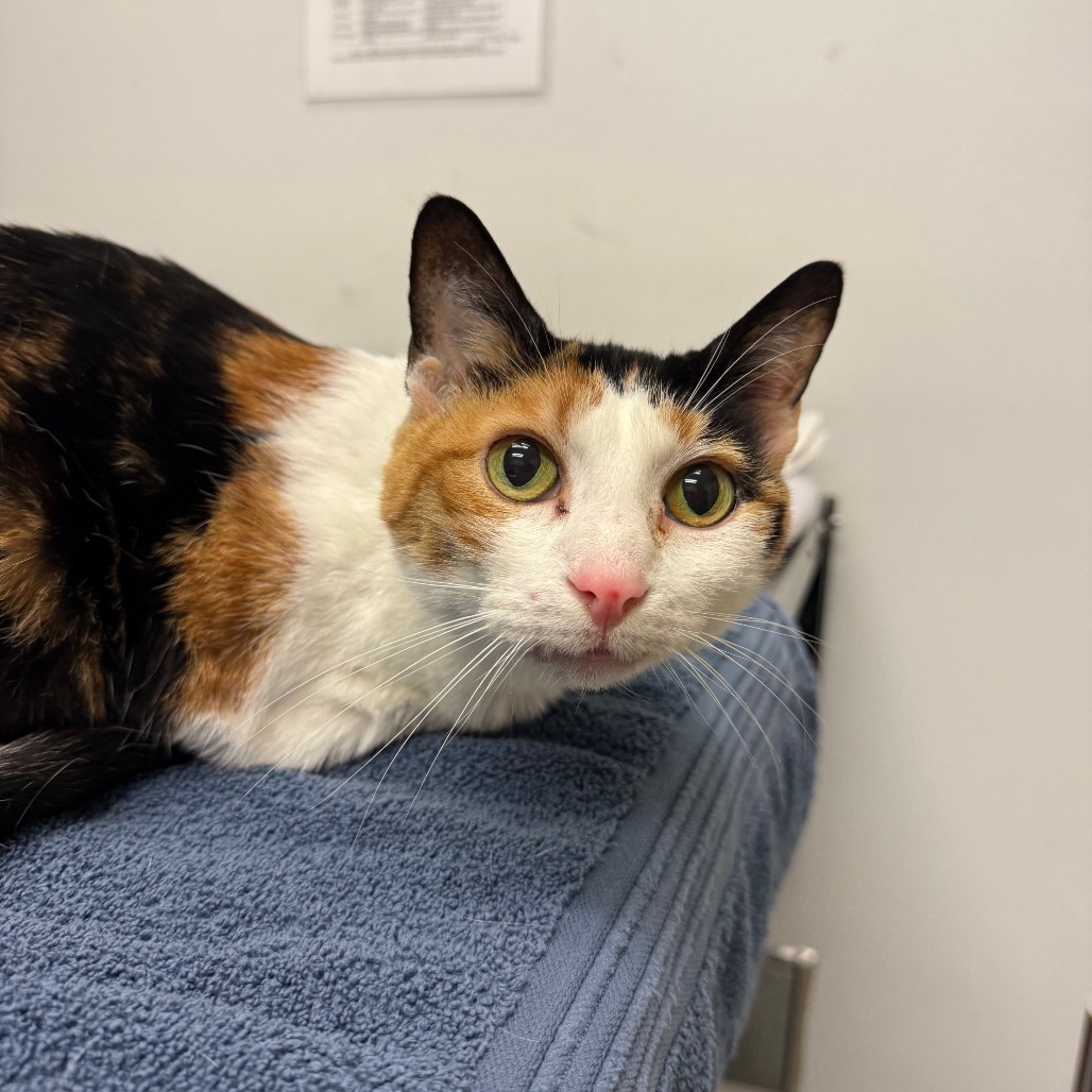 COUNTESS ISABELLA - Domestic Shorthair available for adoption