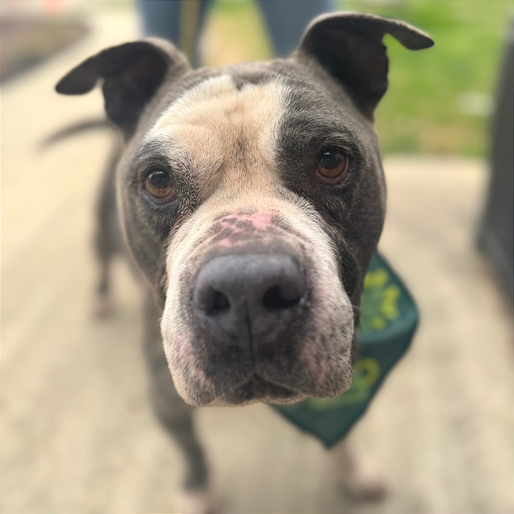 Trooper — thumbnail 6