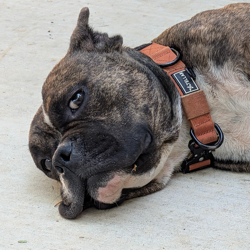 Delilah, photo 4