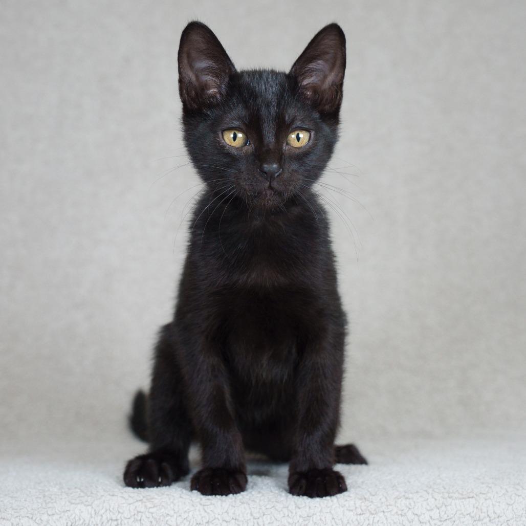 Toulouse - Domestic Shorthair