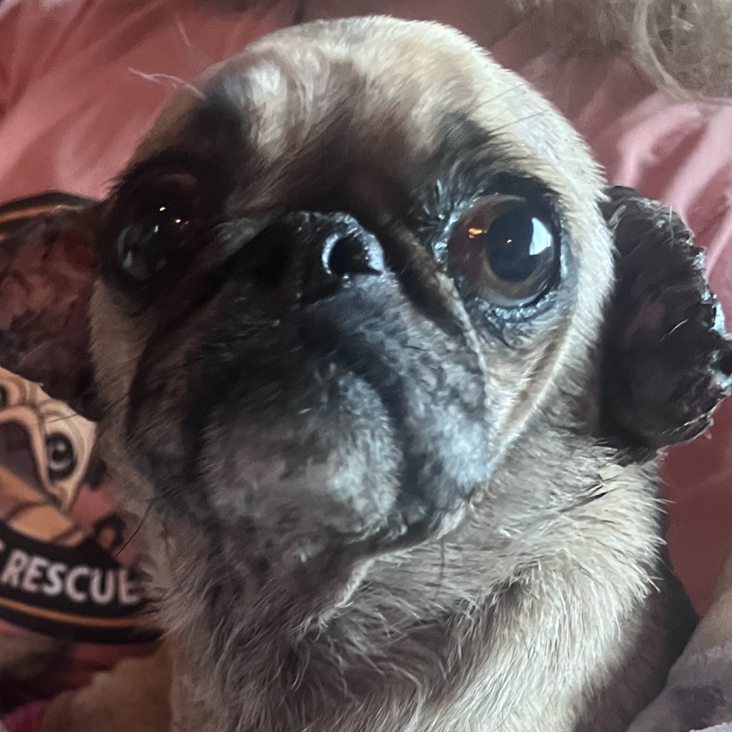 Mabel, photo 2