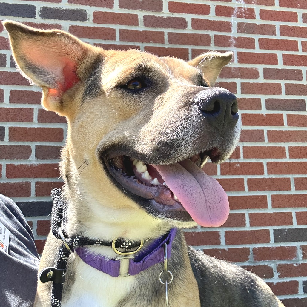 GWEN - Mixed Breed (Medium) available for adoption