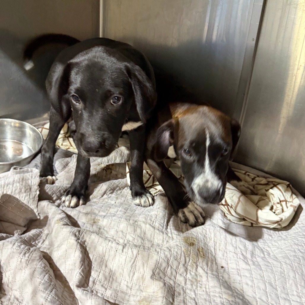 BIG RED - Mixed Breed (Medium) available for adoption