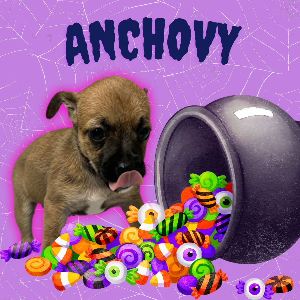 ANCHOVY - Chihuahua / Terrier available for adoption
