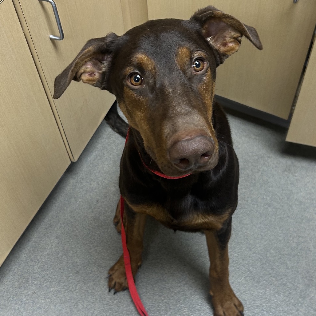 Kennel#6 Tommy's preview photo